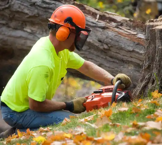 tree services Mountain Grove